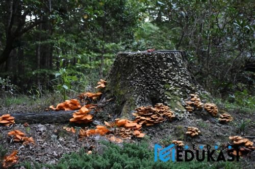 Bagaimana pohon bisa berbicara satu sama lain melalui jaringan jamur?