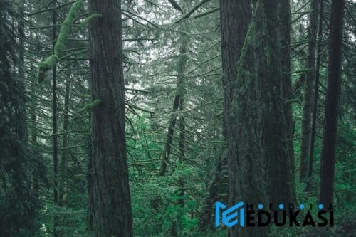 Jaringan Kehidupan Hutan: Menguak Komunikasi Rahasia Pohon