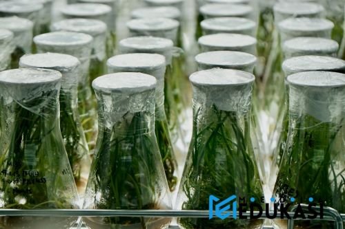 Mengungkap Mitos Evolusi: Fakta Ilmiah yang Wajib Diketahui!