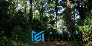 Petualangan malam di Hutan Gunung Halimun untuk melihat satwa nokturnal.